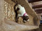 Duitse Staande Korthaar, Dieren en Toebehoren, Duitse Staande hond, België, Particulier, 8 tot 15 weken