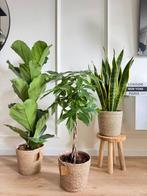 3 for 120- Ficus Lyrata, Pachira (Money tree) & Sansevieria, Overige soorten, In pot, Minder dan 100 cm, Groene kamerplant