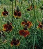 Zaden ballerinabloem, Ophalen of Verzenden, Volle zon