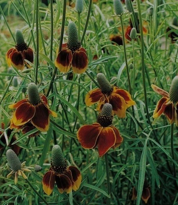 Zaden ballerinabloem, Tuin en Terras, Bloembollen en Zaden, Volle zon, Ophalen of Verzenden