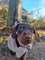 Dwerg teckel pup, Dieren en Toebehoren, Honden | Teckels en Dashonden, Reu, 8 tot 15 weken, Korthaar, Dwerg