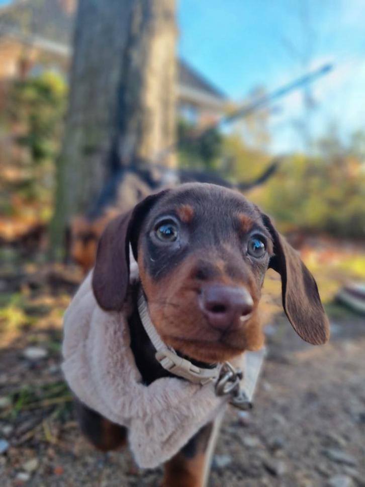 Dwerg teckel pup, Dieren en Toebehoren, Honden | Teckels en Dashonden, Reu, Korthaar, Dwerg, Particulier, Eén hond, Nederland