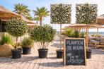 Olijfbomen & Struiken voor Strandtenten & Horeca te huur, Lente, Minder dan 100 cm, Volle zon, In pot