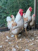 2 trio’s legkippen, Dieren en Toebehoren, Pluimvee, Meerdere dieren, Kip