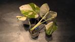 Monstera variegata / Albo Borsigiana 3 🌱, Huis en Inrichting, Kamerplanten, Overige soorten, Minder dan 100 cm, Groene kamerplant