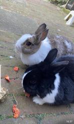 Vrouwtjes konijn gezocht, Dieren en Toebehoren, Konijnen, Vrouwelijk, Middelgroot, 6 tot 8 jaar