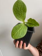 Bio pompoen stekjes, Ophalen of Verzenden, Eenjarig, Groenteplanten