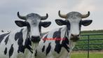 Koe  , levens echte ware grote Koe, Verzenden, Nieuw, Kunststof, Dierenbeeld