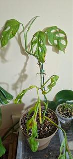 Monstera indonesia marble, Ophalen of Verzenden, Halfschaduw, Minder dan 100 cm