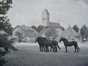 Het Friese paard. It Fryske hynder beschikbaar voor biedingen