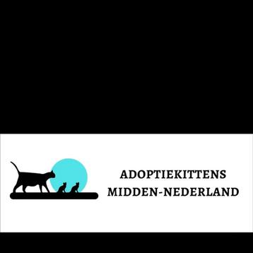 Kittenopvang: Poezen zwanger of nestje, moederloze kittens beschikbaar voor biedingen