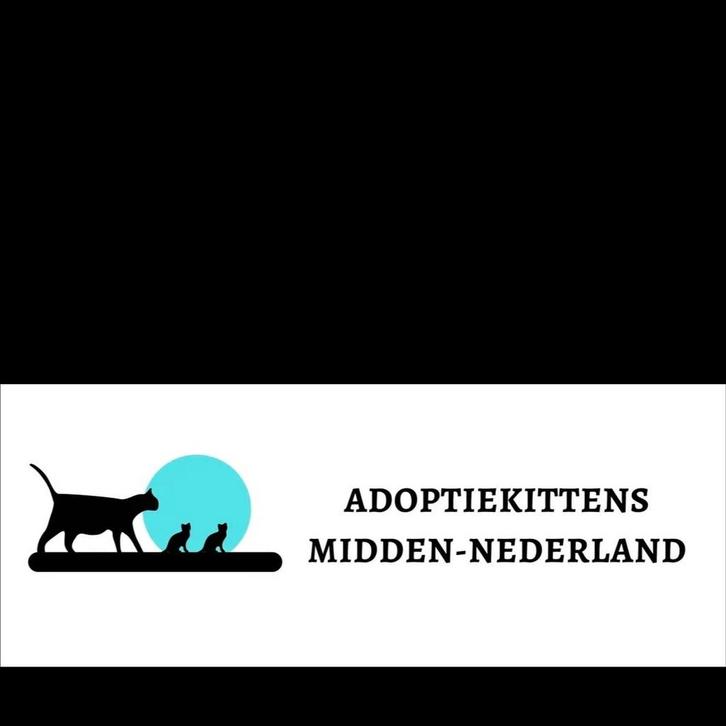 Katten/kittenopvang: Hulp voor katten en kittens, Dieren en Toebehoren, Katten en Kittens | Raskatten | Korthaar, Poes