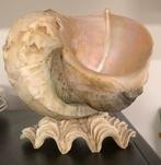 Grote zeeschelp, Verzamelen, Mineralen en Fossielen, Ophalen of Verzenden, Schelp(en)