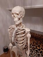 Skelet, Diversen, Ophalen of Verzenden