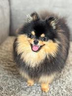 De liefste en knapste pomeranian/dwergkees/pomeriaan, Keeshond, 15 weken tot 1 jaar, Reu, Eén hond