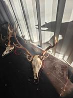 Prachtig groot edelhert gewei met schedel opgezette dieren, Verzamelen, Dierenverzamelingen, Ophalen of Verzenden, Zo goed als nieuw