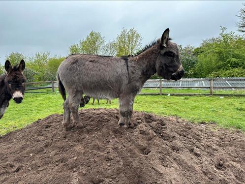 Dekhengst Mediterrane ezel super klein stamboom, Dieren en Toebehoren, Overige Dieren, Mannelijk