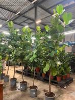 Ficus Lyrata op stam – 200-300 cm hoog, Ophalen, Ficus, Halfschaduw, 200 cm of meer