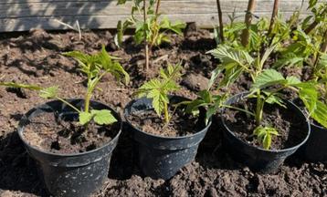 Frambozenstekjes beschikbaar voor biedingen