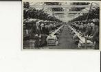 Poeldijk Kweekerij J v d Berg Druivenproeverij J van Noort, Verzamelen, Ansichtkaarten | Nederland, Verzenden, 1920 tot 1940, Gelopen