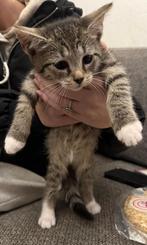 Kittens 3 tijger katjes, Dieren en Toebehoren, Katten en Kittens | Overige Katten, Meerdere dieren, Kortharig, 0 tot 2 jaar