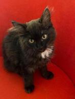 Perzische x Ragdoll kitten!, Dieren en Toebehoren, Poes, Ontwormd, 0 tot 2 jaar