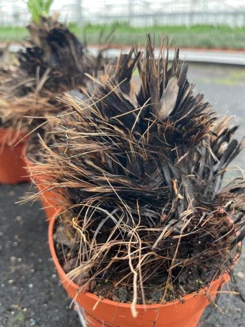 Caudex Hypoxis Hemerocallidea, Zuid Afrika, Mozambique., Huis en Inrichting, Kamerplanten, Overige soorten, Minder dan 100 cm