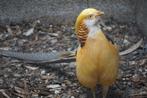 Gele Goudfazanten | Koppels van sierlijke kraagfazanten, Overige soorten, Meerdere dieren