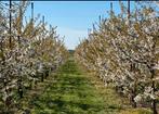 Kersenbomen laagstam 5 rassen, Tuin en Terras, Planten | Bomen, Ophalen