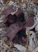 Jonge Syrische hamsters / Goudhamsters te koop., Dieren en Toebehoren, Knaagdieren, Hamster, December, Meerdere dieren, Tam