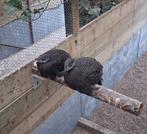 Pauwfazanten, Dieren en Toebehoren, Pluimvee, Meerdere dieren, Overige soorten