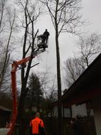 Gratis: bomen om te kappen voor brandhout, Diensten en Vakmensen, Tuinmannen en Stratenmakers, Tuinonderhoud of Snoeiwerk