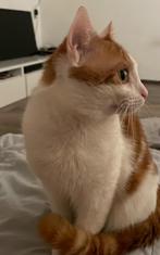 Lieve Kat Zoekt Een Nieuw Thuis – Maak Kennis met Yuki, Dieren en Toebehoren, 0 tot 2 jaar
