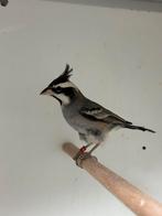 Boliviaanse bergkardinaal - Lophospingus pusillus, Meerdere dieren, Tropenvogel, Geringd