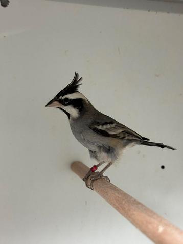 Boliviaanse bergkardinaal - Lophospingus pusillus beschikbaar voor biedingen