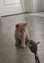Supermooi lief katertje ️ huisje gezocht, Dieren en Toebehoren, Katten en Kittens | Overige Katten, Kater