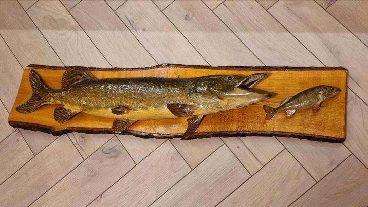 Taxidermie Snoek & Baars - Zeldzaam Mooi!, Antiek en Kunst, Kunst | Beelden en Houtsnijwerken, Ophalen of Verzenden