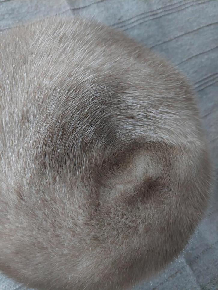 Vintage dameshoed taupe kleurig echt nertsenvancht, Kleding | Dames, Hoeden en Petten, Zo goed als nieuw, Ophalen of Verzenden