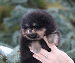 Pomeriaan | Pomeranian | Pup | FCI | Reutje | Dwergkees, Dieren en Toebehoren, Reu, 8 tot 15 weken, Buitenland, Eén hond