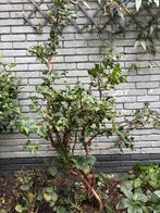Klimhortensia Hydrangea anomala petiolaris, Tuin en Terras, Planten | Bomen, Halfschaduw, Overige soorten, 100 tot 250 cm, Zomer