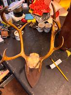 Vintage herten gewei, Ophalen of Verzenden, Gebruikt, Hert, Gewei of Kop