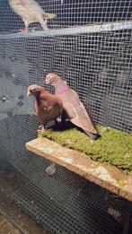 Duiven te koop, Dieren en Toebehoren, Vogels | Duiven, Meerdere dieren, Overige soorten