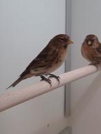 1-1 Kleine barmsijsen, Dieren en Toebehoren, Vogels | Overige Vogels, Meerdere dieren, Wildzangvogel, Geringd