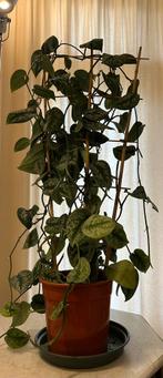 Scindapsus pictus trebie, goed groeiende plant, Huis en Inrichting, Kamerplanten, Ophalen, Halfschaduw, 100 tot 150 cm