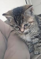 Kitten meisje, Dieren en Toebehoren, Katten en Kittens | Raskatten | Korthaar, Poes, Ontwormd