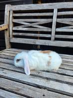 Mooie minilop vriendjes, Dieren en Toebehoren, Konijnen, Mannelijk, Klein, Hangoor, 0 tot 2 jaar