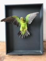 taxidermy dwergpapegaai, Ophalen, Nieuw, Vogel, Opgezet dier