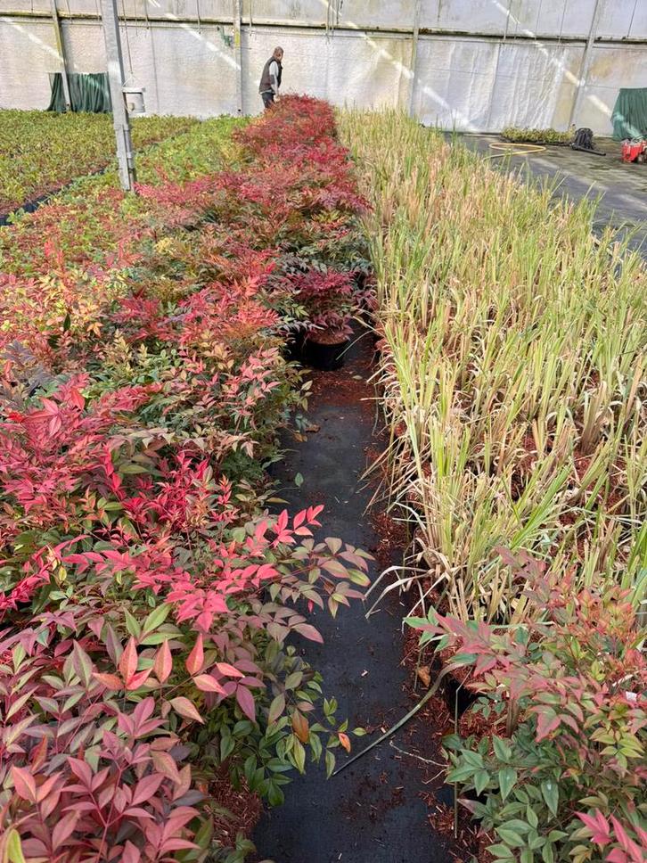 Nandina domestica mooie planten hoog rond 40 cm zeer stevig, Tuin en Terras, Planten | Tuinplanten, Vaste plant, Volle zon, Zomer