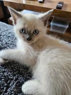 6 lieve ragdoll maine coons, Dieren en Toebehoren, Katten en Kittens | Raskatten | Langhaar, Meerdere dieren