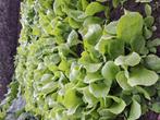 Mooie jonge plantjes prei .andijvie en boerenkool  0.15 per, Ophalen of Verzenden, Zomer, Overige soorten, Volle zon
